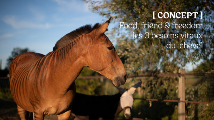 [VIDEO – YOUTUBE] Food, friends & freedom : les 3 besoins vitaux du cheval